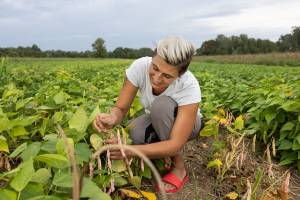Eine Frau mit kurzen, hellblond gefärbten Haaren und grauem T-Shirt hockt lächelnd auf einem grünen Feld und pflückt reife, rosa-gesprenkelte Bohnen. Sie trägt rote Sandalen und wirkt konzentriert und zufrieden. Im Hintergrund erstreckt sich das Feld bis zum Horizont, dahinter Bäume und ein bewölkter Himmel. Die Szene wirkt ruhig und natürlich.